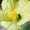 食べたスイカの種から花３