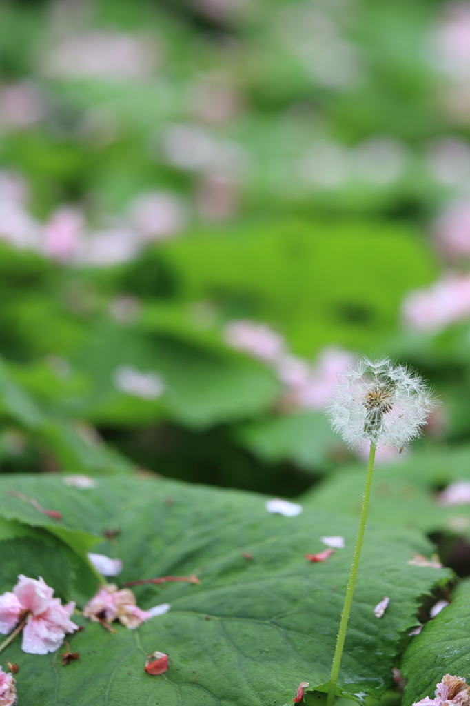 雨上がりに飛ぼう