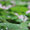 雨上がりに飛ぼう