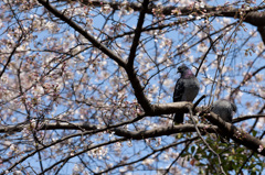 鳩の花見