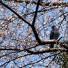 鳩の花見