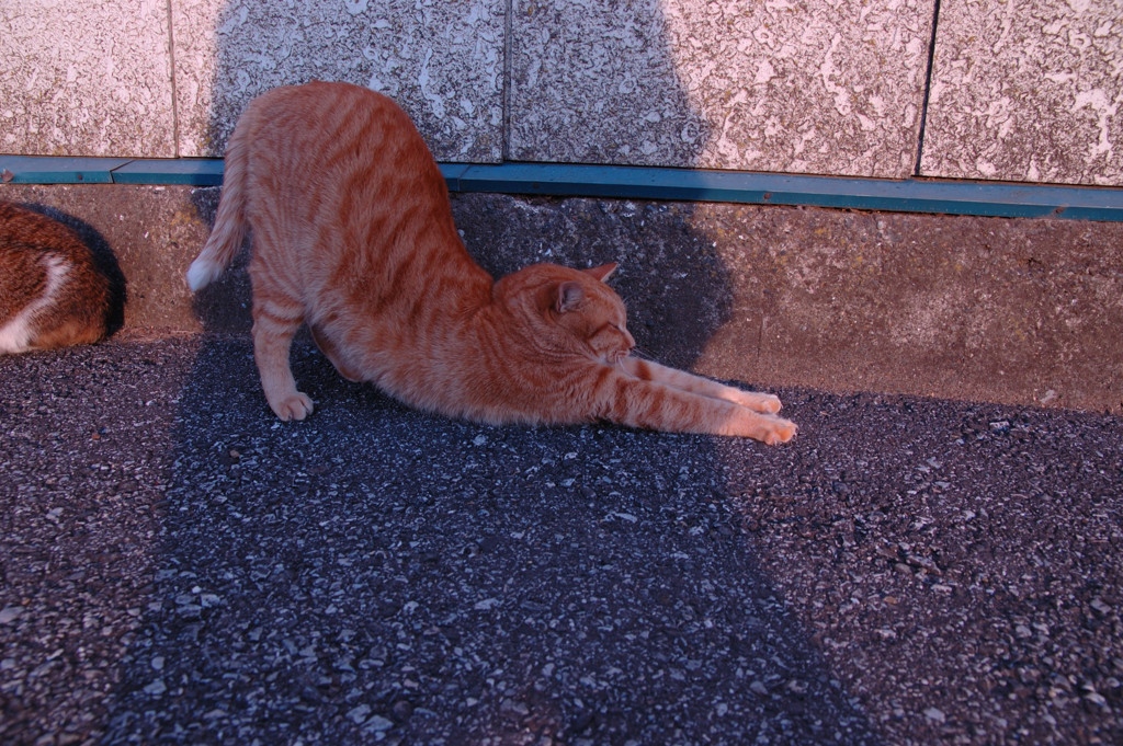 猫
