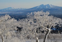 樹氷