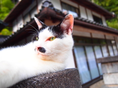 塀の上でくつろぐ猫