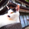 塀の上でくつろぐ猫