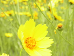 黄色いお花畑～。
