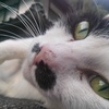 我が家の猫