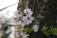 桜一厘