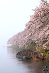湖畔の桜