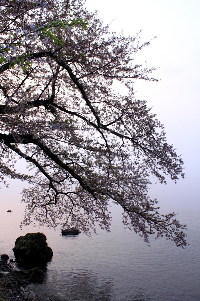 朝焼けの桜