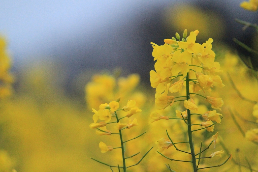菜の花