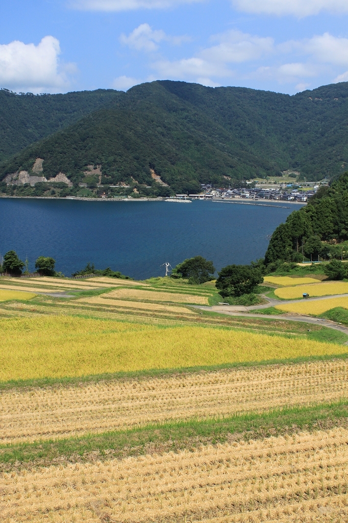棚田　その３