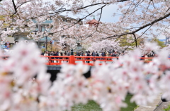 桜×赤い橋