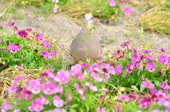 ﾊﾄと花畑