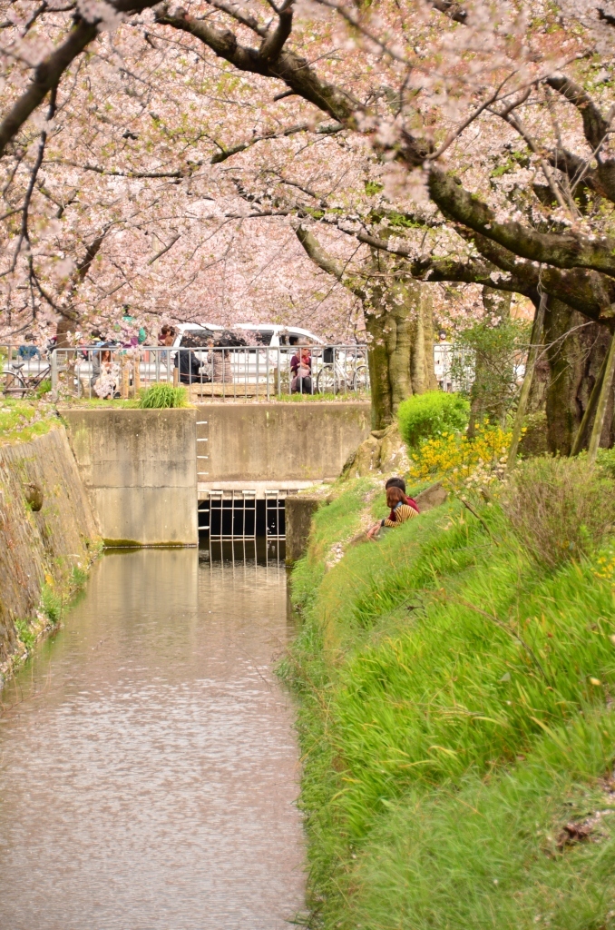 桜と恋人たち.