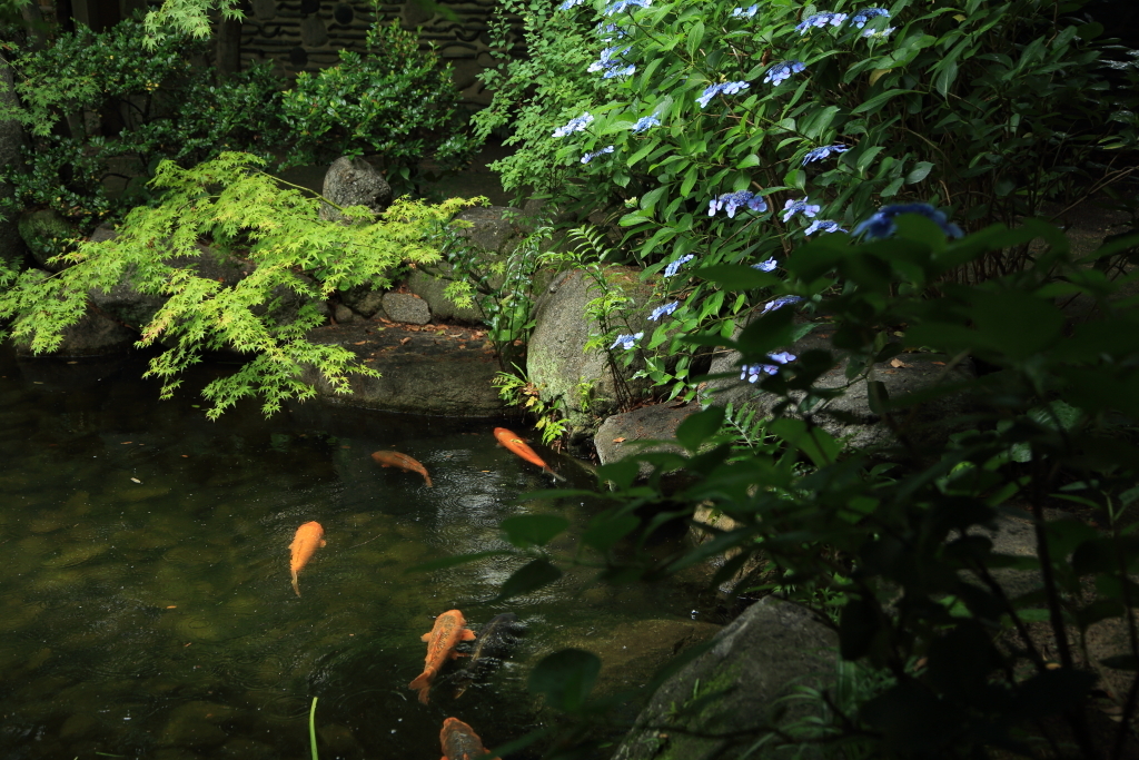 小雨の日本庭園
