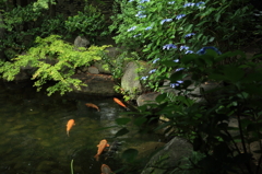 小雨の日本庭園