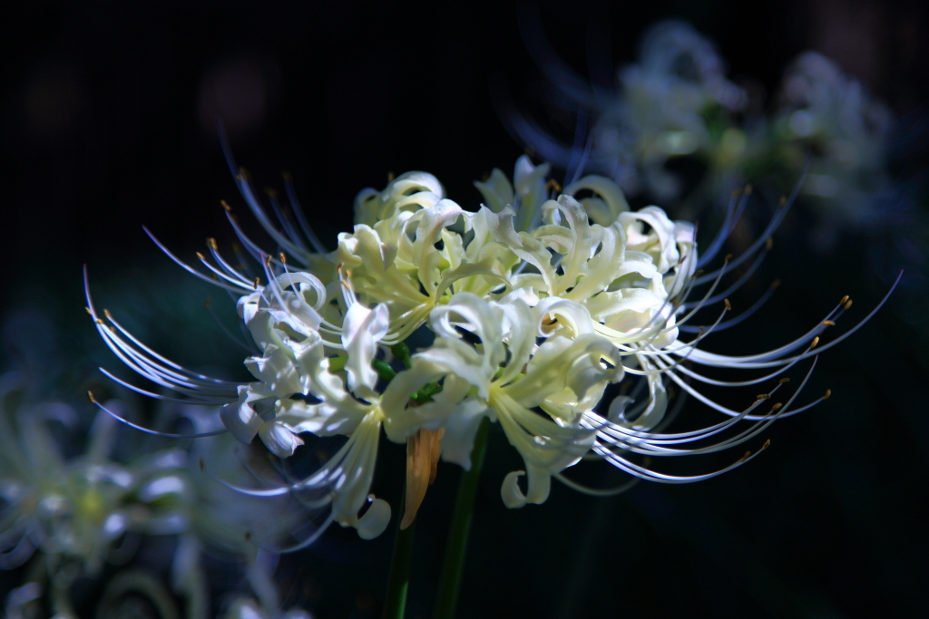 5D-2012_10_03-2767s