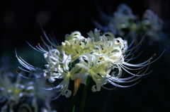 5D-2012_10_03-2767s