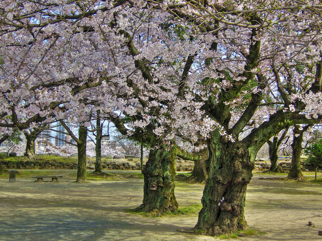 桜油絵