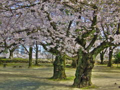 桜油絵