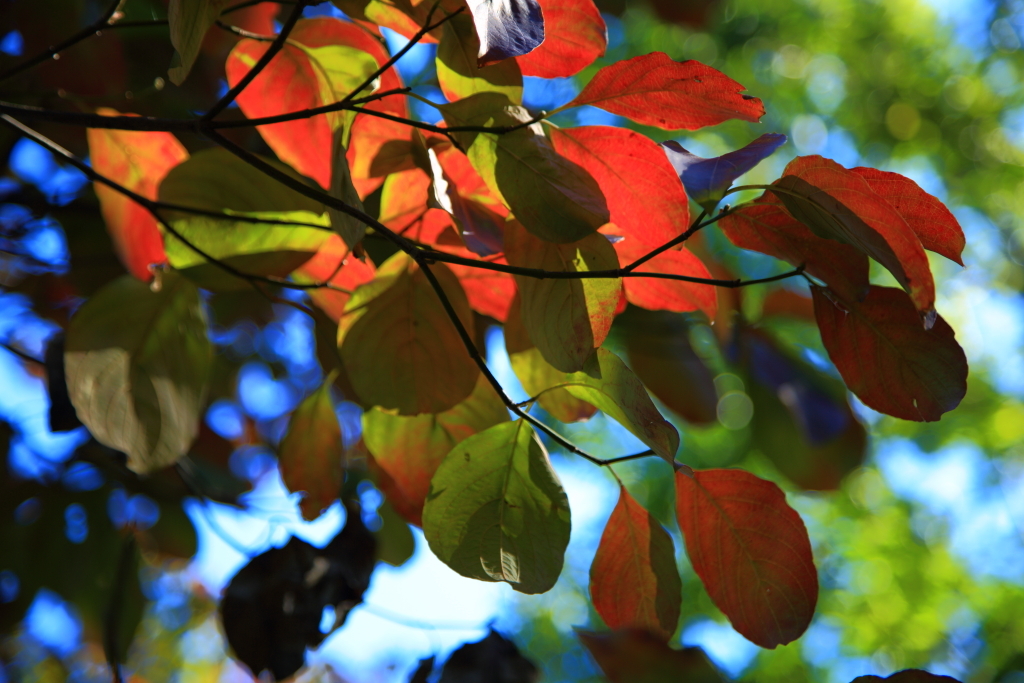 5D-2012_10_03-2734s