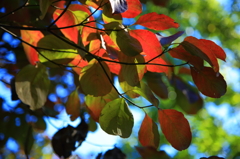 5D-2012_10_03-2734s