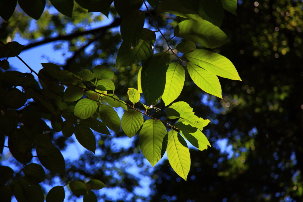 5D-2012_10_03-2736s
