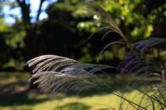 5D-2012_10_03-2733s