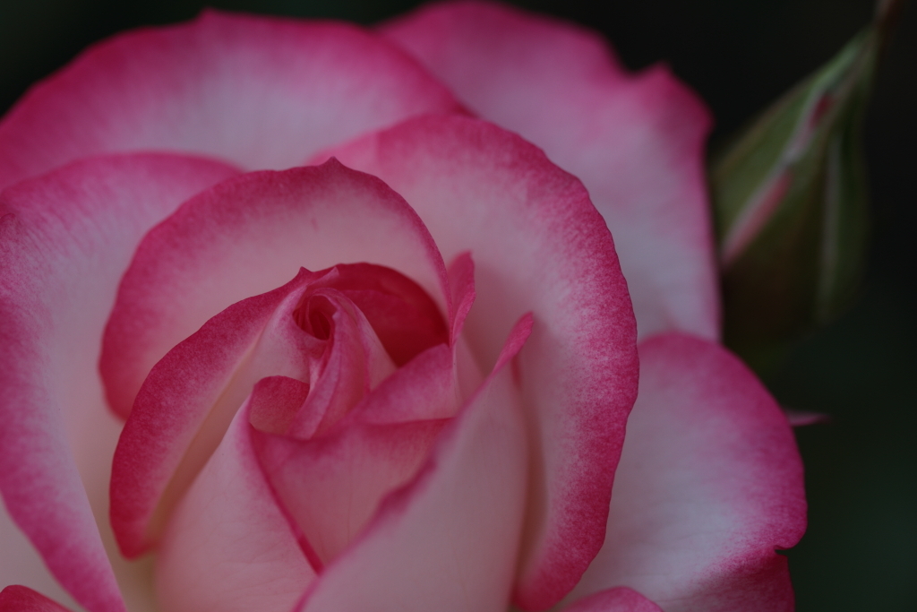 s-7D-2012_05_09-3741