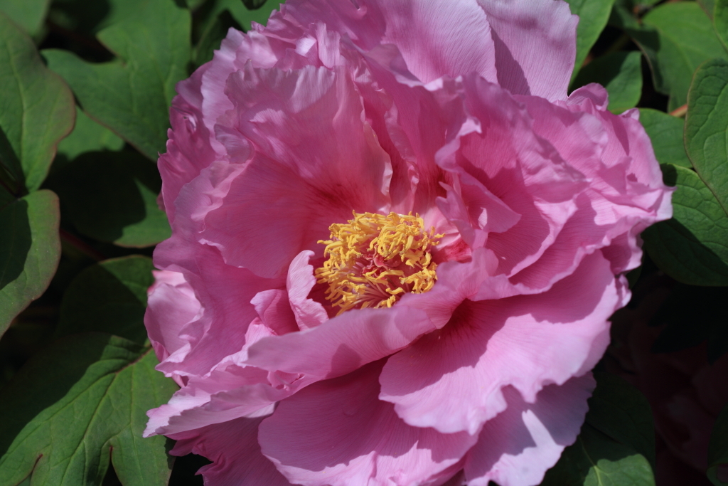 7D_2012_04_24_1496s