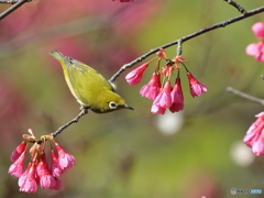 寒緋桜