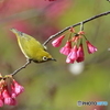 寒緋桜