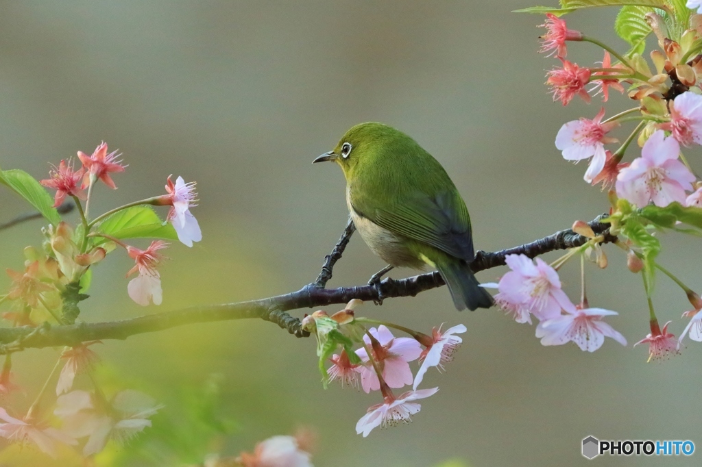 河津桜