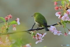 河津桜