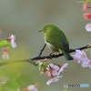 河津桜