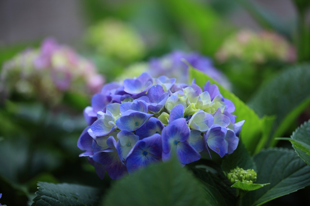 DPP_2719