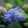 DPP_2719