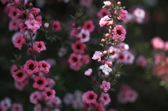 花1