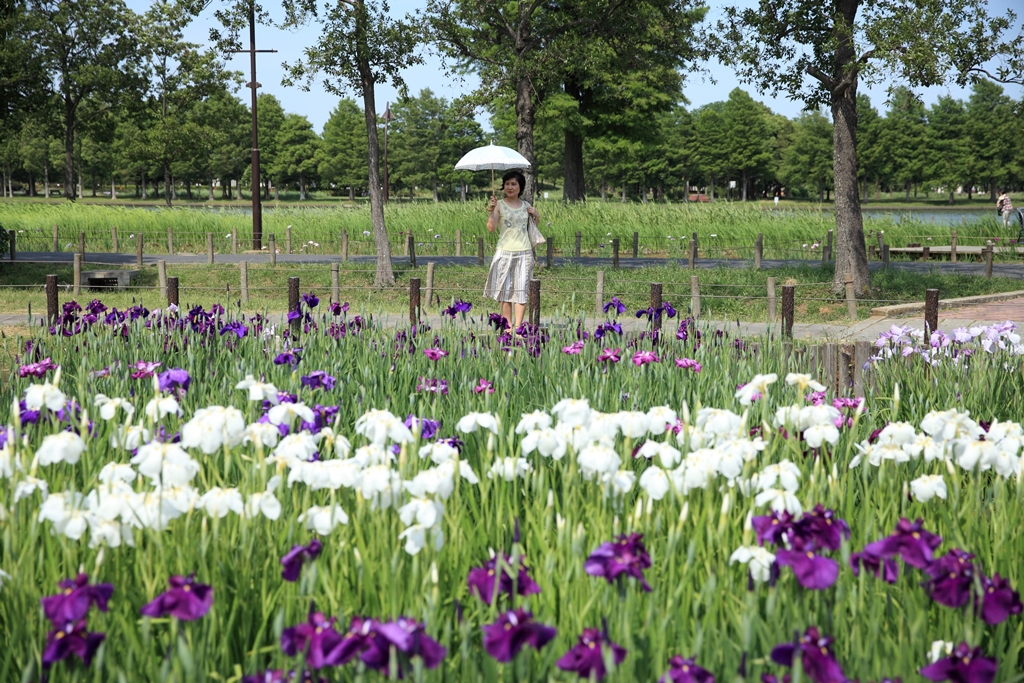 花菖蒲8