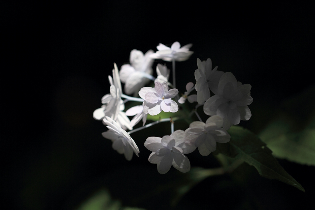 DPP_2734