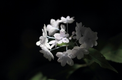 DPP_2734