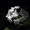 DPP_2734