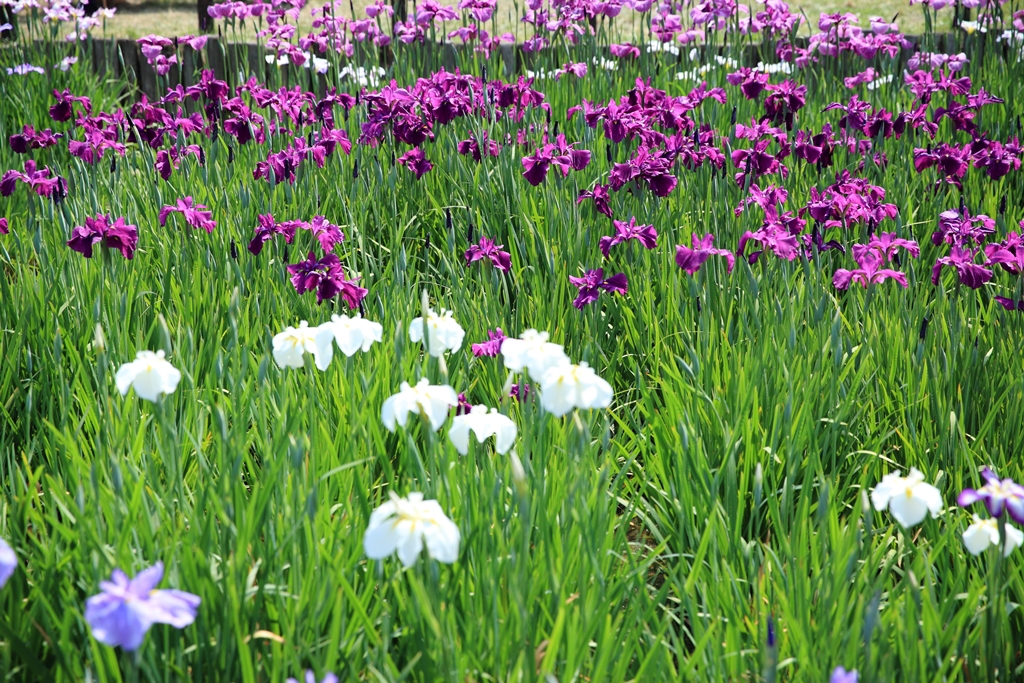 花菖蒲5