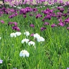 花菖蒲5