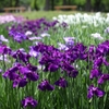 花菖蒲3