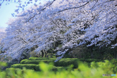 春の散歩道