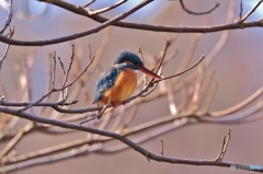 公園のカワセミ