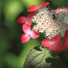 DPP_2740
