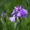 花菖蒲6